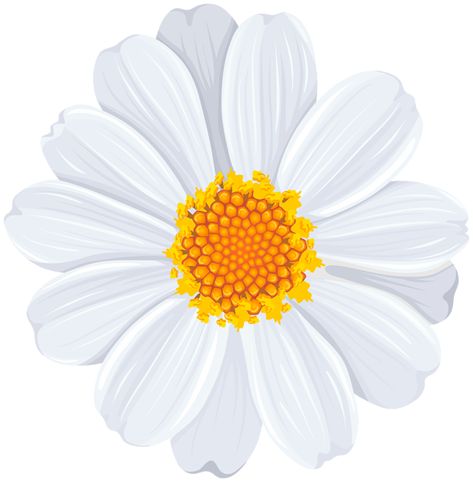 White Flower Pictures, White Flower Png, Daisy Clipart, Flower Clipart Png, Daisy Image, Flower Transparent, Flowers Daisies, Daisy Art, Daisy Wallpaper