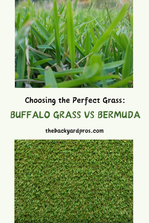 Choosing the right grass for your lawn just got easier! 🌾✨ Our guide breaks down the key differences between these two grasses. Whether you're aiming for a soft carpet of Buffalo grass or the resilience of Bermuda, we've got the insights you need. Let's navigate the green landscape together and find the perfect match for your outdoor haven! 🏡💚 #LawnDecisions #GreenGarden #LawnGoals Bermuda Grass, Garden Hacks, Clay Soil, How To Grow Taller, Organic Fertilizer, Soft Carpet, Backyard Projects, Green Landscape, Green Garden