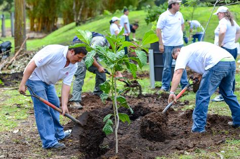 Environmental Heroes campaign aims to restore biological corridors in Costa Rica http://www.ticotimes.net/2014/10/13/environmental-hero-reforestation-campaign-aims-to-restore-biological-corridors-in-costa-rica Reforestation Poster, Environment Campaign, Land Restoration, Environmentalist Art, Environmental Campaign, Protect Environment, Ugly Dog, Environmental Posters, Protect The Environment