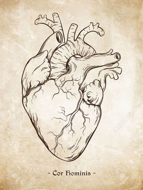 Heart Anatomy Drawing, Human Heart Tattoo, Anatomical Heart Drawing, Human Heart Drawing, Anatomical Heart Art, Vintage Tattoo Design, The Human Heart, Heart Sketch, Heart Illustration