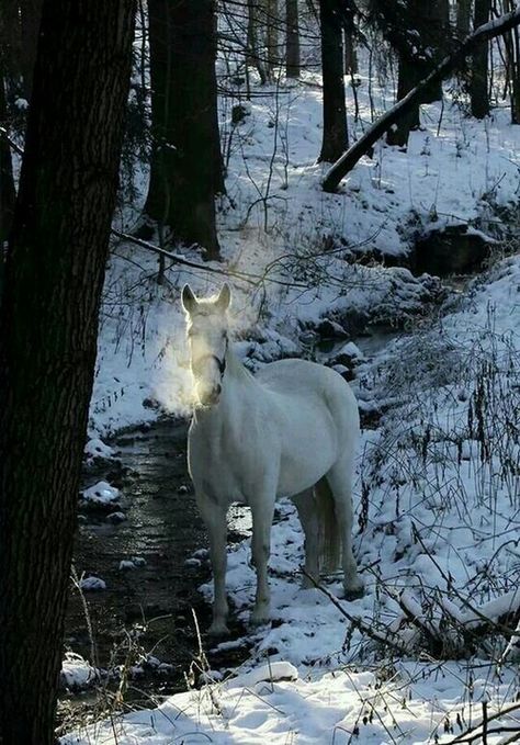 Photo Animaliere, Majestic Horse, All The Pretty Horses, Horse Crazy, White Horses, Winter Wonder, Pretty Horses, Horse Photography, Horse Pictures