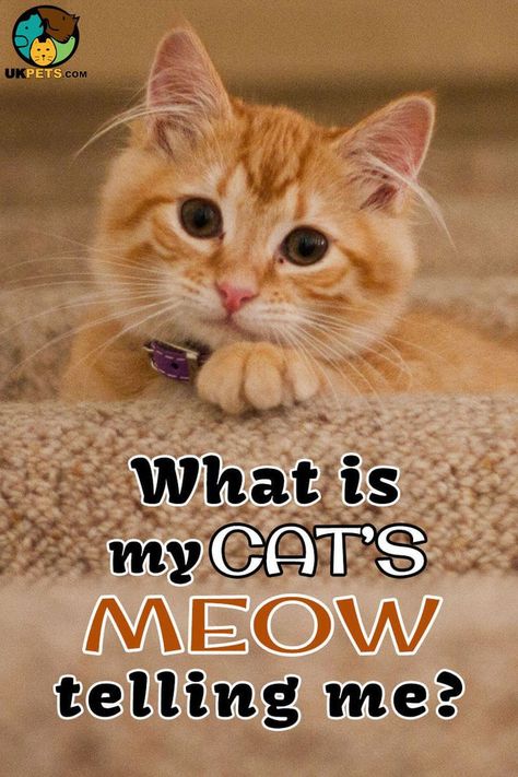 Cat Pee Smell, Cat Communication, Cat Urine Smells, Cat Language, Cat Purr, Cat Pee, Cat Urine, What Cat, Cat Care Tips