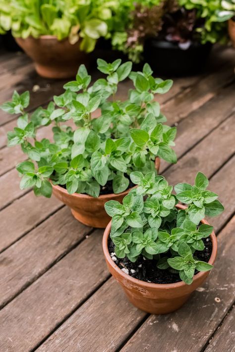 Oregano Garden, Growing Peach Trees, Oklahoma Garden, Growing Oregano, Oregano Plant, Medicinal Herbs Garden, Mediterranean Plants, Herb Gardens, Indoor Greenhouse