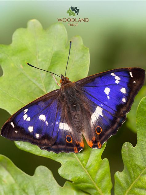 Despite its exotic appearance, the purple emperor is as typical of UK woodland as the mighty oak. It’s elusive and beautiful, but has quite the unsavoury appetite.  Visit the Woodland Trust website to find out all about the purple emperor butterfly. Wyvern Art, Purple Hairstreak Butterfly, Purple And Green Butterfly, Emperor Butterfly, British Butterflies, Woodland Trust, Purple Emperor, Colourful Butterflies, Butterfly Facts