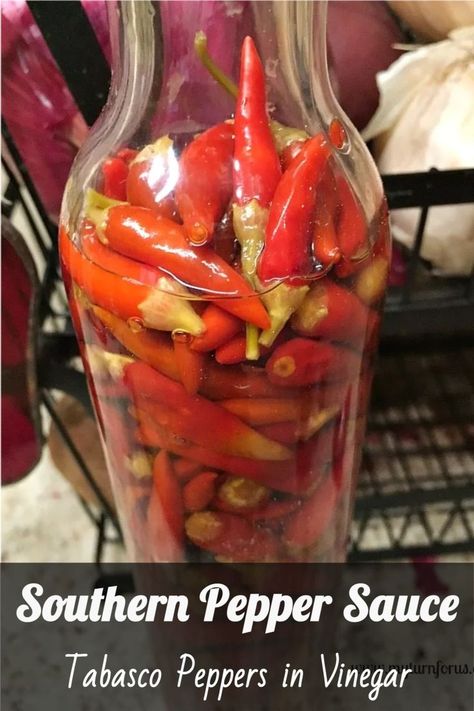 Bring the authentic taste of the South into your kitchen with this simple tabasco peppers in vinegar recipe.  For a culinary experience that's as rewarding as it is delicious, pin this pepper sauce recipe and let it spice up your Southern meals. #SouthernPepperSauce #TabascoPepperInVinegar #HotPepperVinegar #PepperVinegar #UsesForPepperVinegar #myturnforus Pepper Vinegar Recipes, Vinegar Hot Sauce Recipe, Homemade Tabasco Sauce Recipe, Pepper Sauce Recipe Vinegar, Tabasco Sauce Recipe, Hot Pepper Vinegar, Peppers In Vinegar, Pepper Ideas, Tabasco Peppers