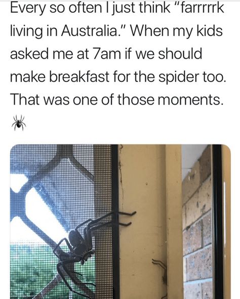 40 Random Memes And Tweets To Elevate Your Mood Spider Humor, Embarrassing Photos, Clever Humor, Spiders Funny, Unique Pictures, Funny Pictures With Captions, Hilarious Photos, Random Memes, The Spider