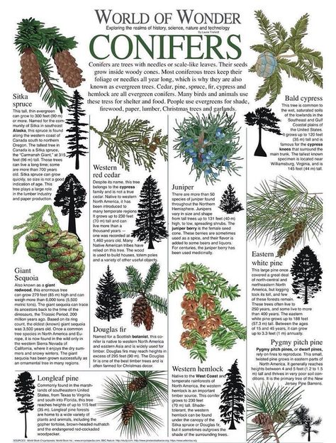 Evergreens For Shade, Pergola Planter, Biology Plants, World History Facts, Science Infographics, Animal Infographic, Food Forest Garden, Tree Identification, Bald Cypress