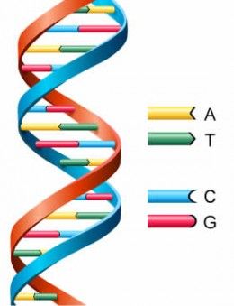 The Secret of Life - the DNA double Helix- how to explain it to 6 six year old  May be good for world Down's day class discussion? Dna Model Project, Dna E Rna, Dna Activities, Dna Facts, Dna Project, Dna Molecule, Dna Model, Nucleic Acid, Genetic Engineering