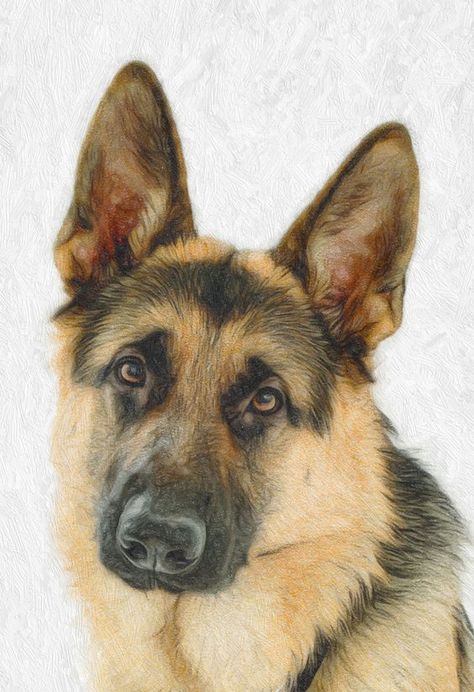 Pet Portrait Tattoos, German Shepherd Tattoo, German Shepherd Painting, Shepherd Art, German Shepherd Art, Pet Portrait Paintings, Portrait Tattoos, Dog Portraits Art, Color Pencil Illustration