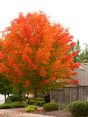 Nursery Tree Species— Our City Forest October Glory Maple, Drought Tolerant Trees, Fall Color Trees, Acer Rubrum, Red Maple Tree, Monrovia Plants, Wind Break, Plant Catalogs, Tree Nursery