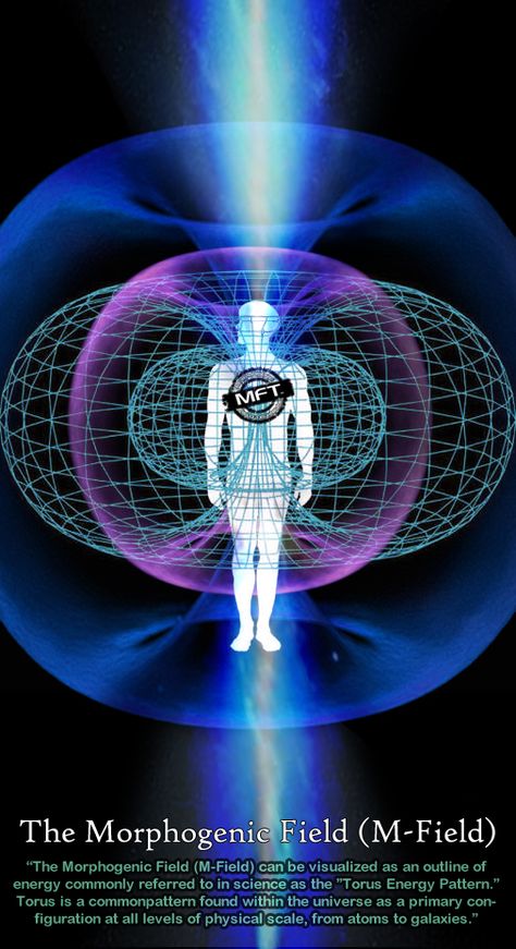 Toroidal Energy Field, Morphic Fields, Torus Field, Morphic Resonance, Morphogenetic Field, Human Aura, Human Energy, Heart Energy, Endocannabinoid System