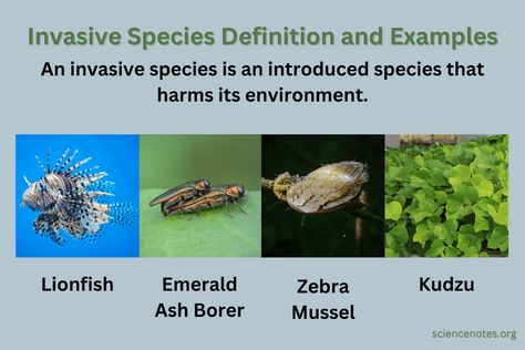 Invasive Species Definition and Examples Purple Sea Urchin, Learn Biology, Everglades Florida, Great Basin, Lion Fish, Invasive Species, New Environment, Problem And Solution, Exotic Pets