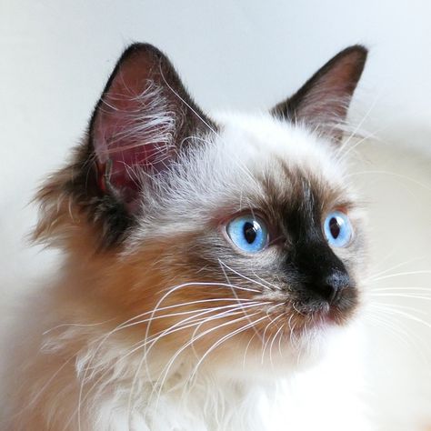 12 infos à savoir sur les chats Ragdoll Cat Breeds Ragdoll, Ragdoll Cat Breed, Cats Diy Projects, Ragdoll Cats, Ragdoll Kitten, Cute Cats Photos, Brown Cat, Unique Cats, Ragdoll Cat