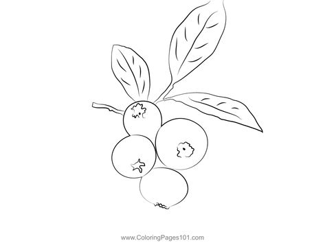 Close Up Blueberry Twig Coloring Page Blueberry Outline Tattoo, Blueberry Line Drawing, Blueberry Line Art, Blueberry Drawing Simple, Blue Berries Drawing, Blueberry Outline, Blueberry Tattoo Minimalist, Berries Sketch, Blueberry Doodle