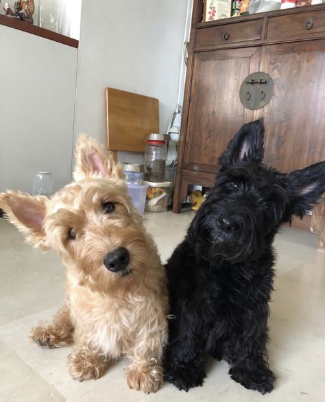 Scotty Terrier Dogs, Scottish Terrier Aesthetic, Scottie Puppies, Scottish Terrier Puppy, Baby Giraffes, Scottie Terrier, Head Tilt, Scotty Dog, Scottie Dogs