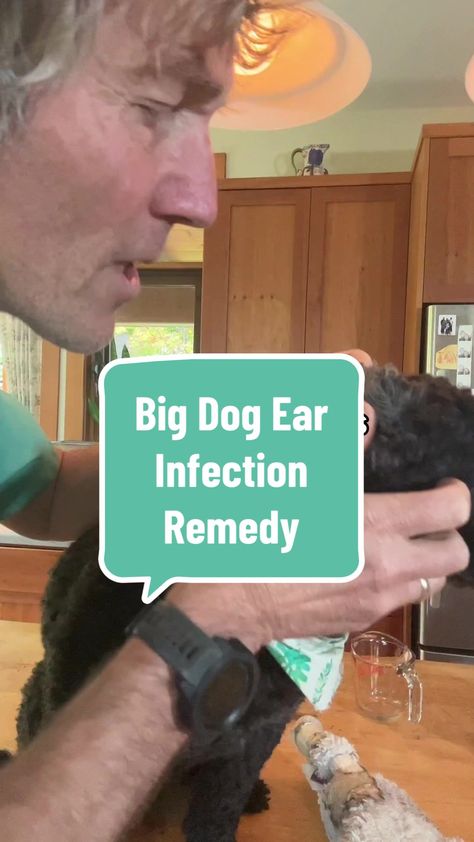 TikTok · Andrew Jones, DVM Cleaning Dogs Ears, Dogs Ears Infection, Andrew Jones, Dog Cleaning, Dog Health Care, Dog Ear, Dog Health, Big Dogs, Home Remedies