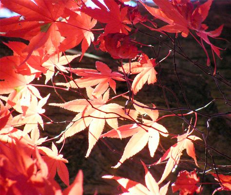 Hualian Aesthetic, Maple Leaves Aesthetic, Red Leaves Aesthetic, Sunny Moodboard, Maple Leaf Aesthetic, Maple Aesthetic, Moodboard Red, Red Moodboard, Kaedehara Kazuha