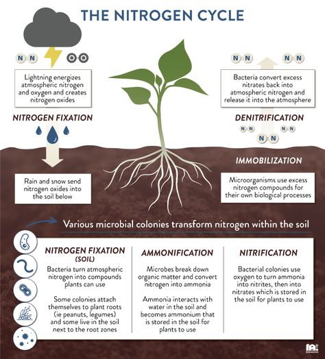 The Nitrogen Cycle Color Coding Notes, Study Helper, Nitrogen Fixation, Nitrogen Cycle, Plant Activities, Plant Journal, Agriculture Education, Plant Nutrients, Science Notes