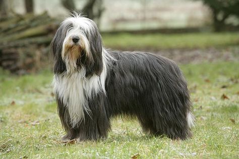 Bearded Collie Puppies, Tom Hardy Beard, Bearded Dragon Habitat, Collie Breeds, Most Expensive Dog, Expensive Dogs, Akc Breeds, Dog Breeds List, Epic Beard