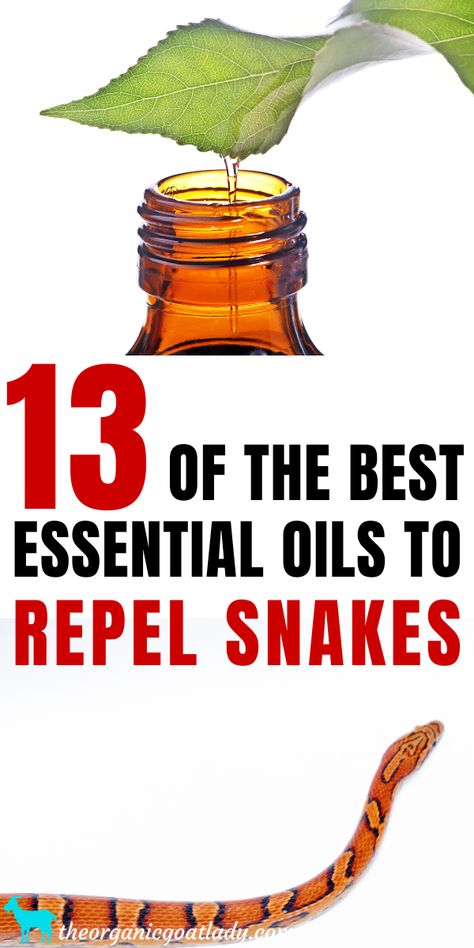 Natural Snake Repellent, How to Keep Snakes Away, Natural Repel Snakes with Essential Oils, Essential Oil Uses Snake Repellant Plants, Snake Repellant, Snake Repellent, Garden Snakes, Tattoo Plant, Natural Repellent, Home Remedy For Cough, Using Essential Oils, Bug Repellent