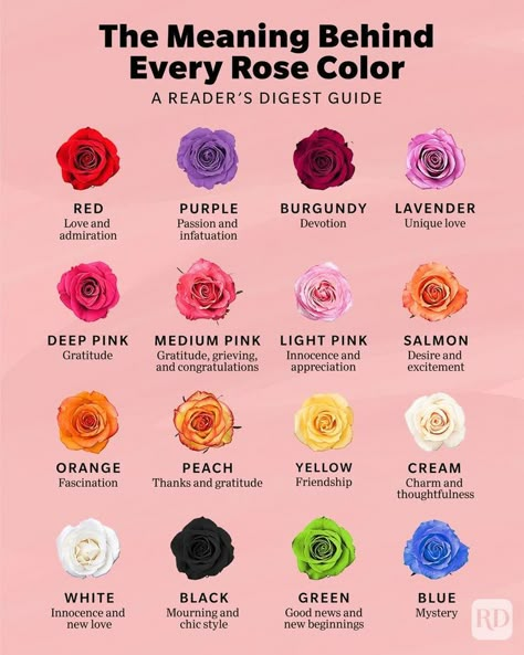 Blue Rose Meaning, Different Color Roses, Rose Color Meanings, Rose Meaning, Rose Varieties, Flower Guide, Flower Meanings, Color Meanings, Roses Are Red