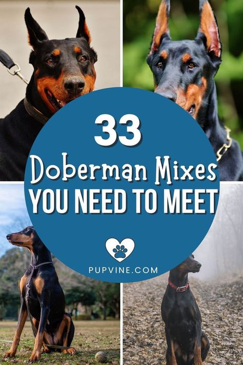 Doberman mixes are the best of all worlds. These dogs are smart, loyal, protective, and kind. What else could you wish for in a dog? Doberman Breed, Doberman Mix, Dog Bread, Dog Mixes, Doberman Dogs, Best Dog Breeds, Mixed Breed Dogs, Mixed Breed, Doberman