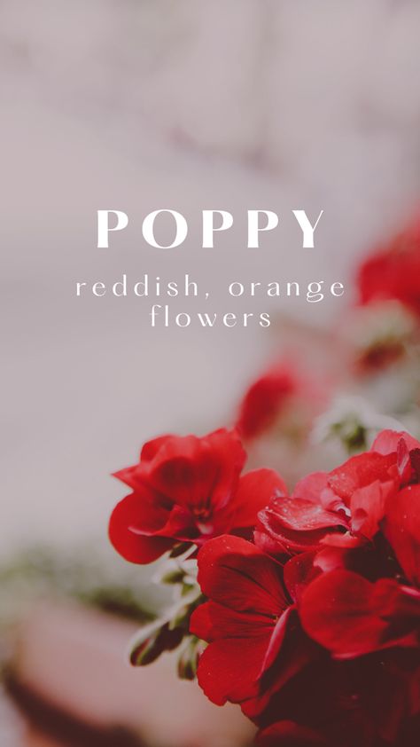 Poppy Name, Character Names, Orange Flowers, Baby Names, Poppies, Orange, Plants, Flowers