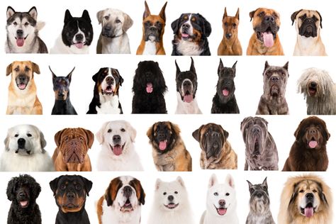 What Were Working Group Dogs Bred to Do? Get to Know These 30 Incredible Breeds Working Dog Breeds, Apple Pretzels, Chinook Dog, Rottweiler Dog Breed, Working Dogs Breeds, Akc Breeds, Nanny Dog, Great Pyrenees Dog, Working Dog