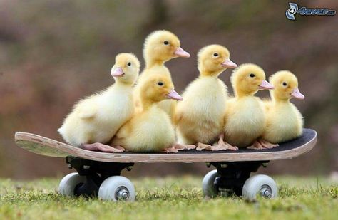 Easter Henny Penny, Pet Ducks, Cele Mai Drăguțe Animale, Cute Ducklings, Mother Earth News, Baby Ducks, Airbrush Art, Raising Chickens, Cute Images