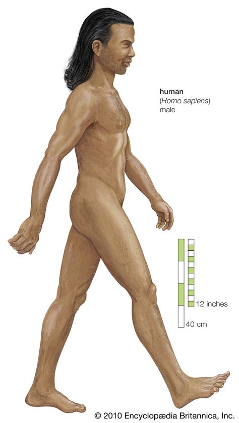 Human Evolution Tree, Beastars Oc, Biological Classification, Homo Sapien, Homo Heidelbergensis, Homo Habilis, Twenty Dollar Bill, Early Humans, Human Evolution