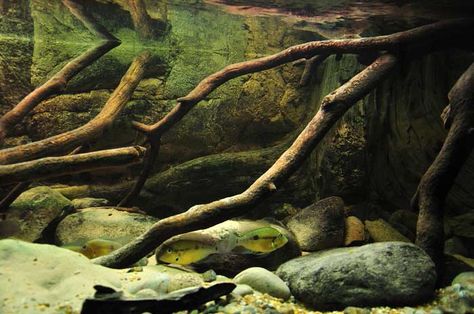 River bottom-ish aquarium River Aquarium, Hardscape Aquarium, 125 Gallon Aquarium, Office Aquarium, American Cichlid, Biotope Aquarium, Tropical Fish Tanks, Nano Aquarium, Aquarium Landscape