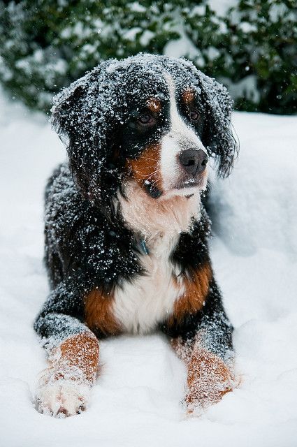 Dogs Photoshoot, Mountain Pics, Burmese Mountain Dogs, Bernese Mountain Dogs, Dog White, Psy I Szczenięta, Dog Photoshoot, Dog Rooms, Snow Dogs