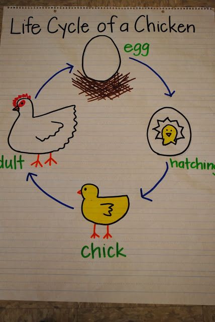 The chicken life cycle: Anchor chart Life Cycle Anchor Chart, Life Cycles Kindergarten, Life Cycle Of A Chicken, Life Cycles Preschool, Oviparous Animals, Farm Animals Preschool, Chicken Life Cycle, Farm Lessons, Farm Theme Preschool