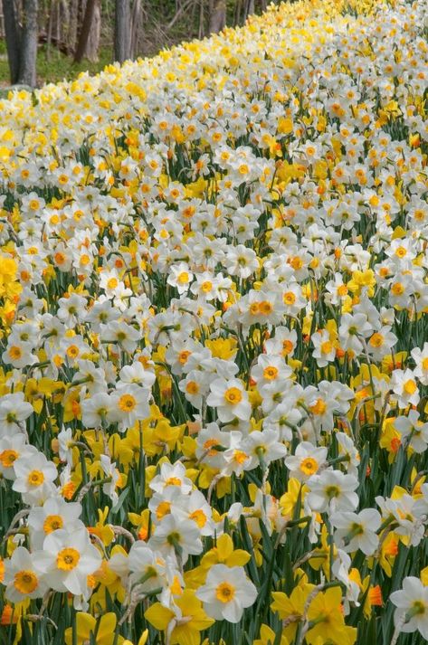 Spring Wallpaper Daffodils, Yellow Daffodils Wallpaper, Daffodil Wallpaper Iphone, Dafodill Flower Aesthetic, Dafadills Flowers, Fancy Daffodils, Daffodil Flower Aesthetic, Daffodils Landscape, Daffodil Background