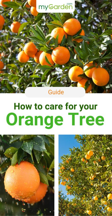 Orange trees on the terrace are a real spectacle! The Orange tree grows relatively quickly with attractive branches and with regular pruning, forms a beautifully round crown. Did you know? The Orange is not a naturally occurring fruit, rather a cross developed in China between the Tangerine and Grapefruit. Learn in this article, everything you need to know about the Orange Tree in order to care for it properly. Growing Orange Trees, Greenhouse Trees, Growing Oranges, Gardening Fruits, Trees In Pots, Morning Chores, Fruit Trees In Containers, Growing Citrus, Gemüseanbau In Kübeln