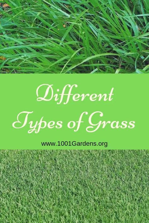 While selecting a types of grass, you should go for those that thrive in the local climate and area conditions like sun, shade. Choose the most appropriate one! Best Grass Seed Lawn, Zoysia Grass Seed, Bermuda Grass Seed, Patio Vegetable Garden, Mower Storage, Fescue Grass Seed, Different Types Of Grass, Planter Boxes Diy, Tall Fescue Grass