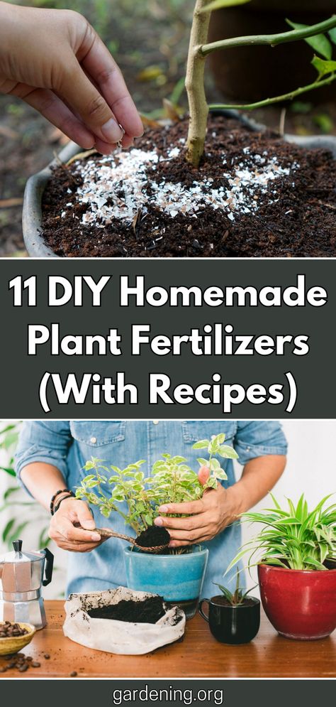 Looking for natural alternatives to commercial plant fertilizers? Check out these 11 easy DIY recipes for homemade plant fertilizers that you can make at home! Homemade Plant Fertilizer Recipe, Homemade Fertilizer For Vegetables, Diy Plant Nutrients, Diy Organic Fertilizer, Diy Plant Fertilizer How To Make, House Plant Fertilizer Diy, Natural Fertilizer For Vegetable Garden, Diy Indoor Plant Fertilizer, Natural Fertilizer For Plants