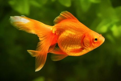 New research from Ben-Gurion University published in the journal Behavioural Brain and Research asked if animals have the ability to navigate outside of their home environment. The researchers took the question of navigational ability among animals to its logical extreme in an experiment with goldfish. #goldfish #goldfishbehindthewheel #navigation #animalsandnavigation #navigationresearch Common Goldfish, Black Goldfish, Beautiful Fishes, Fantail Goldfish, Pet Goldfish, Oscar Fish, Drawn Fish, Fishing Pictures, Fish Drawings