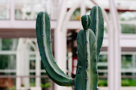 Small Cactus Plants, Cactus Farm, Cactus For Sale, Cactus House, Grafted Cactus, Tall Cactus, Large Cactus, San Pedro Cacti, Cactus House Plants