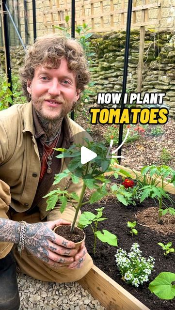 Jamie Walton | Nettles & Petals on Instagram: "How I Plant Tomatoes! 🍅🌱

It’s an exciting day! I can finally plant my tomatoes and the many companion plants I interplant with them, now the last chance of frost has passed 😊🙌🏻

To get started, I measure out the bed and space my tomatoes at 45cm apart and dig a deep hole so I can add fresh compost underneath the plant as a little pocket of fertility. 🪱

I then water the hole to ensure the plants are well watered to minimise transplant shock, and tie a large loop in some strong garden twine which I place underneath the root ball of the plant so that it anchors it in place. ⚓️🌱

I remove any lower leaves from the plant to avoid them coming into contact with the soils surface, as I’ll be planting it deep to promote a stronger root system. Training Tomato Plants, Companion Planting With Tomatoes, How To Plant Tomatoes Raised Beds, Container Tomatoes Growing, Tomato Plant Spacing, How To Plant Tomatoes In The Ground, Transplanting Tomato Plants, Tomato Planting Ideas, Planting Tomatoes In Garden