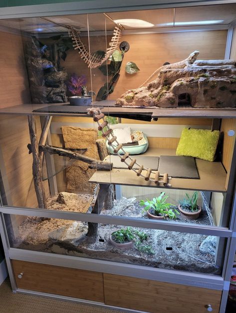 Cool Lizard Terrarium, Lizard Set Up, Tall Reptile Enclosure, Reptile House Ideas, 2 Story Bearded Dragon Tank, Live Plant Reptile Terrarium, Tall Bearded Dragon Enclosure, Diy Bearded Dragon Cage How To Build, Bearded Dragon Natural Habitat