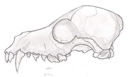 Drawings Of Animal Skulls, Wolf Bones Drawing, Animals Skull Drawing, Drawing Bones Sketches, Canine Skull Drawing, Wolf Skull Drawing Reference, Wolf Skull Sketch, Skull Drawing Animal, Animal Bone Drawing