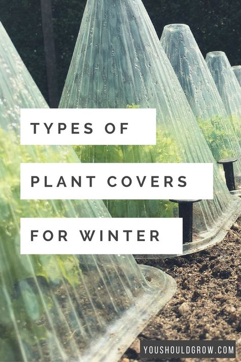 Protect Plants From Frost, Frost Protection For Plants, Growing Winter Vegetables, Winter Greenhouse, Winter Vegetables Gardening, Outside Plants, Backyard Vegetable Gardens, Winter Vegetables, Winter Plants