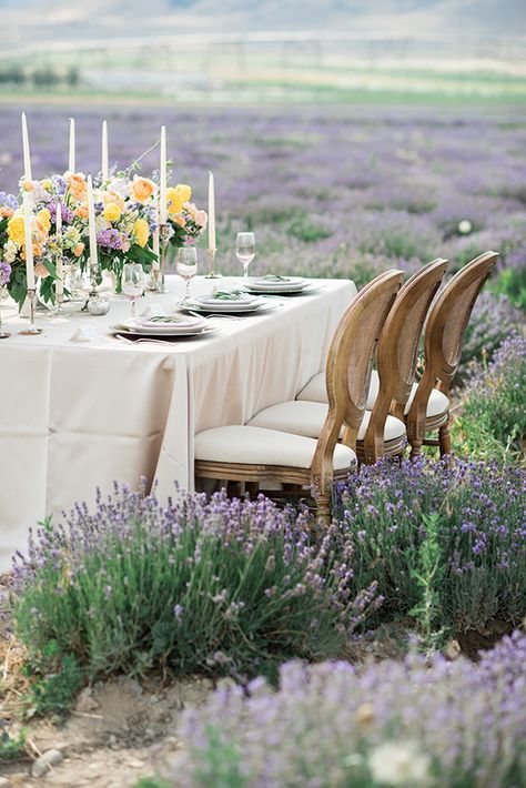 Lavender Picnic, Lavender Farming, Lavender Field Wedding, French Lavender Fields, Lavender Farm Wedding, Young Living Lavender, Tea Etiquette, Flower Farming, Red Rabbit