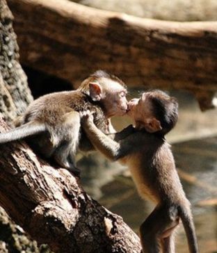 Kissing Monkeys Cute Animals Kissing, Animals Kissing, Baby Monkeys, Puppy Kisses, Cute Monkey, Baboon, Primates, Sweet Animals, Animal Planet