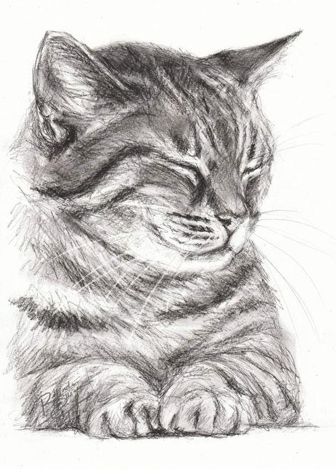 Cats Art Drawing, Animal Drawings Sketches, Seni Dan Kraf, Cat Sketch, Cool Pencil Drawings, 강아지 그림, Easy Drawings Sketches, Arte Sketchbook, Art Drawings Sketches Creative