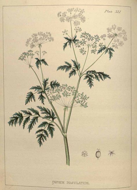 Hemlock Botanical Illustration, Hemlock Tattoo Poison, Hemlock Flower Tattoo, Poison Hemlock Drawing, Water Hemlock Drawing, Poison Hemlock Tattoo, Hemlock Illustration, Hemlock Drawing, Hemlock Poison