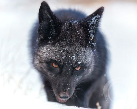 Black Fox Aesthetic, Black Foxes, Fox Aesthetic, Shadow Self, Fox Artwork, Kitsune Fox, Fox Coat, My Shadow, Silver Foxes