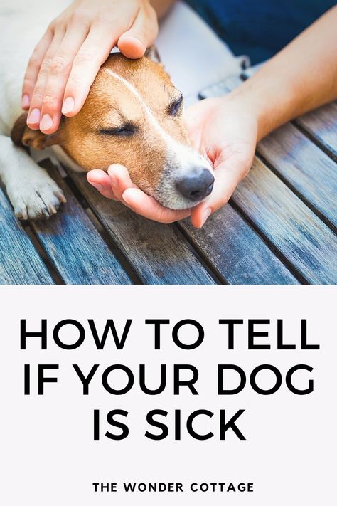 Symptoms to tell if your dog is sick Sick Dog Symptoms, Dog Sick, How To Stop Coughing, Normal Body Temperature, Dog Sounds, Dog Things, Sick Dog, Physical Change, Dog Eyes