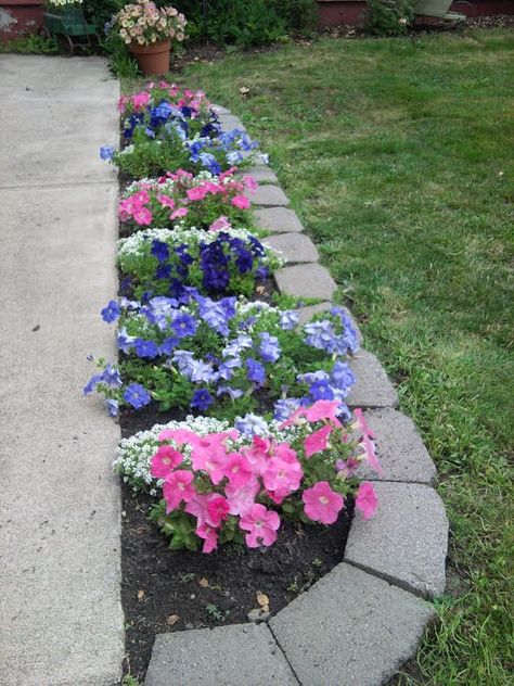 Plants For Walkway, Petunias Flower Bed Front Yards, Walkway Flowers, Sidewalk Landscaping, White Alyssum, Tattoo Garden, Garden Tattoo, Small Front Yard Landscaping, Front Garden Landscape